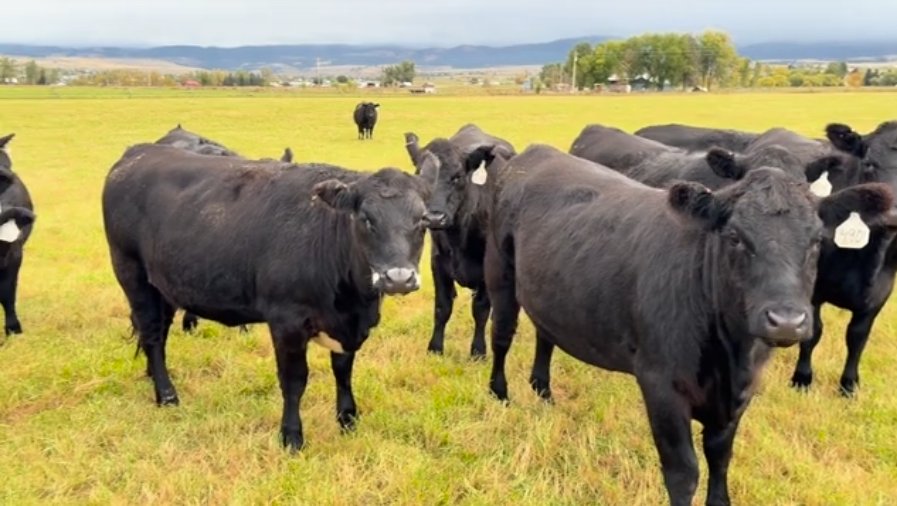 BIG FANCY, 1050lb bred heifers! March – Mid April calvers!- BH1013A5